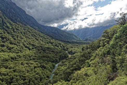 Volontariato Nuova Zelanda foresta