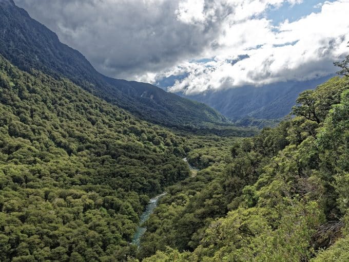 Volontariato Nuova Zelanda foresta