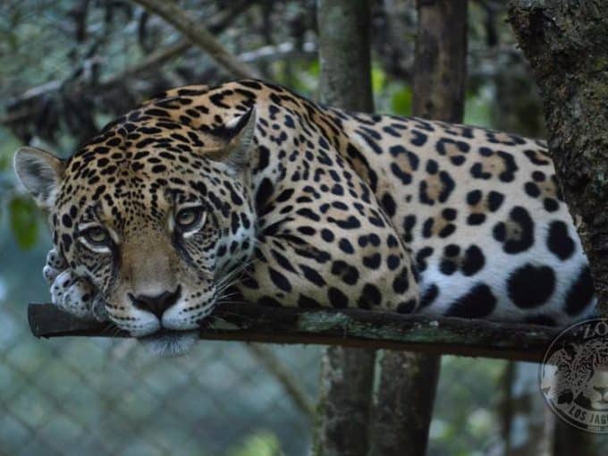Volontariato internazionale in Ecuador zoo