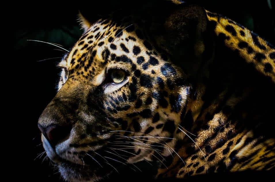 Spedizione amazzonica in Brasile per gli amanti della natura e della biologia