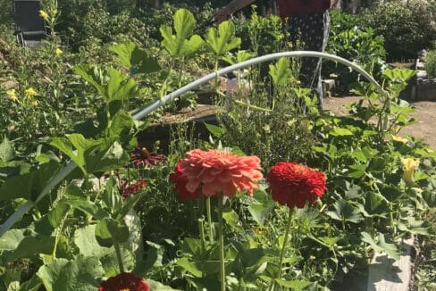 Volontariato internazionale in Canada in una farm