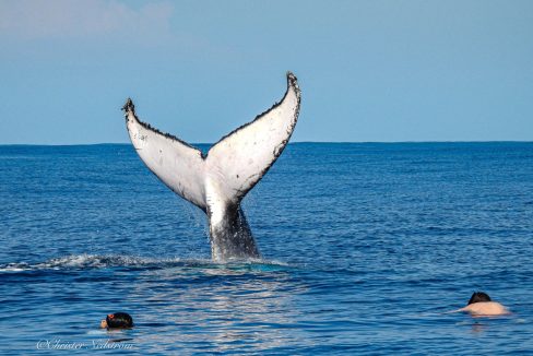 Volontariato internazionale in Mozambico megattere