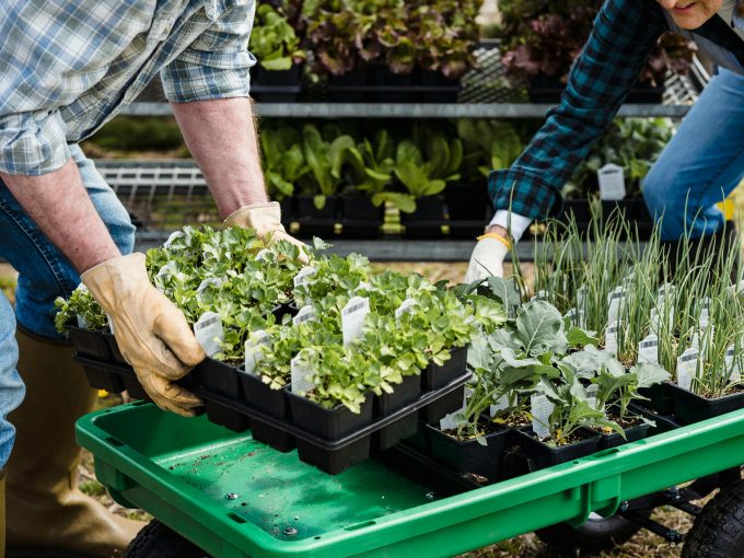 Volontariato internazionale in Thailandia in un'azienda agricola biologica