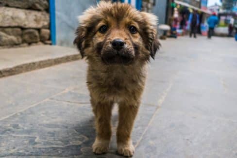 volontariato india animali