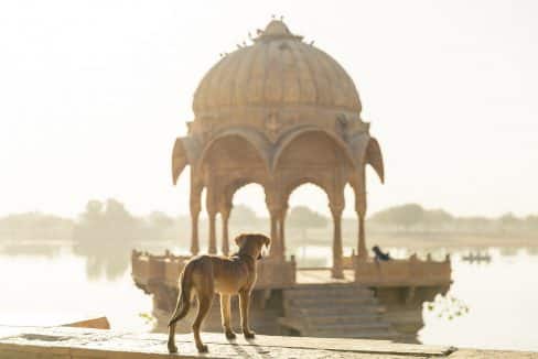volontariato internazionale india animali