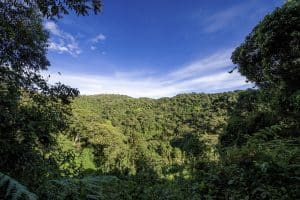Campo di lavoro in Kenya foresta