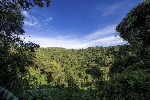 Campo di lavoro in Kenya foresta