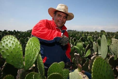 Volontariato Messico agricoltura sostenibile
