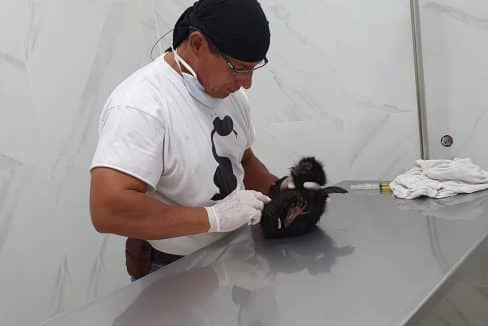 Volontariato in Ecuador rifugio animali