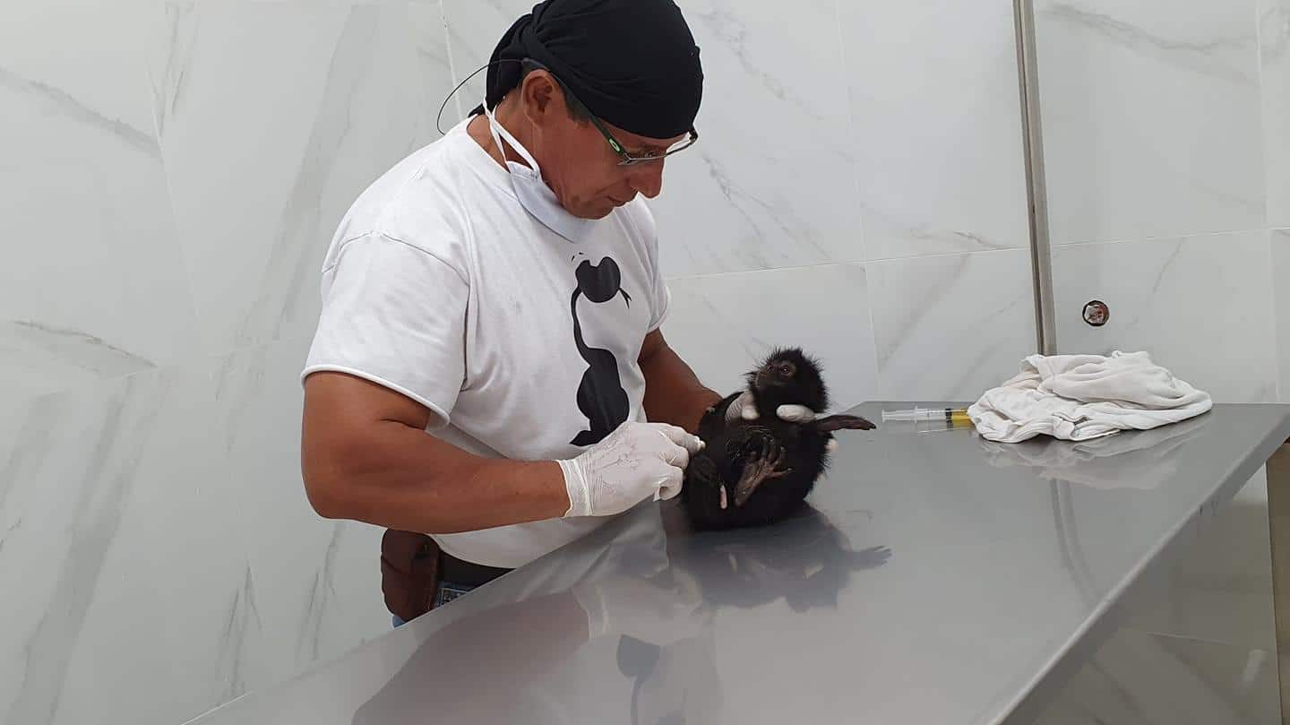 Volontariato internazionale in Ecuador in un rifugio per animali selvatici