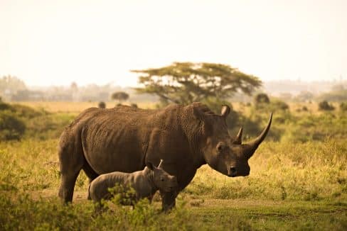 volontariato internazionale in Zimbabwe fauna selvatica