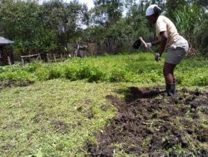 Campo di lavoro in Kenya in un allevamento di farfalle