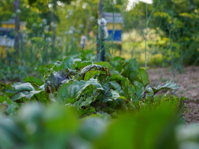 Campo lavoro Germania centro educazione ambientale