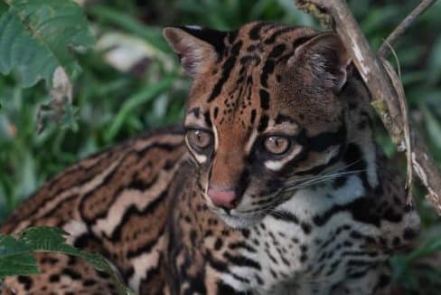 Volontariato internazionale in Ecuador fauna selvatica