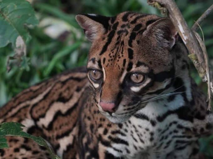 Volontariato internazionale in Ecuador fauna selvatica