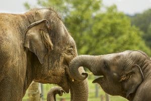 Volontariato internazionale in Sri Lanka salvaguardia animale