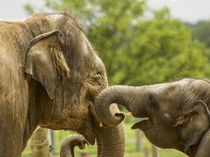 Volontariato internazionale in Sri Lanka salvaguardia animale