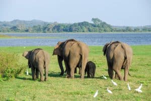 Volontariato internazionale in Sri Lanka elefanti