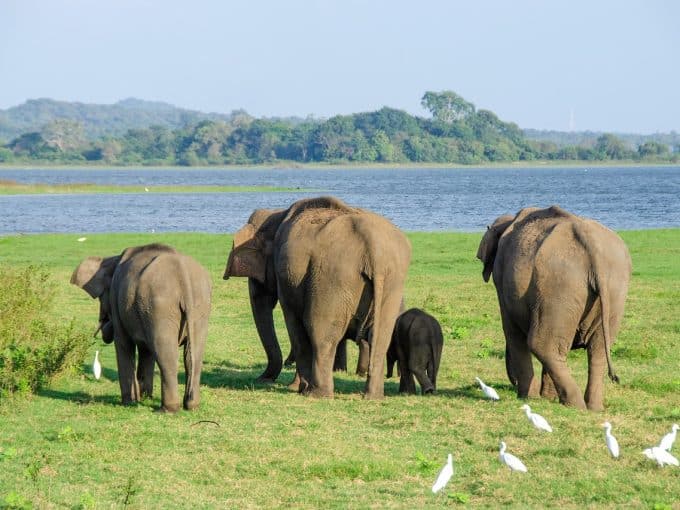Volontariato internazionale in Sri Lanka elefanti