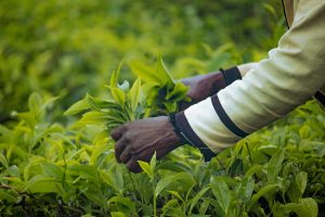 Campo di lavoro in Kenya per lo sviluppo comunitario