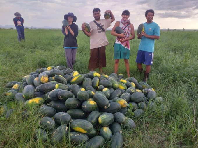 Campo di lavoro in Thailandia raccolta