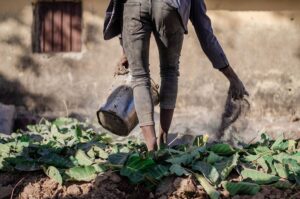 Volontariato internazionale in Zimbabwe per agricoltura sostenibile e giovani