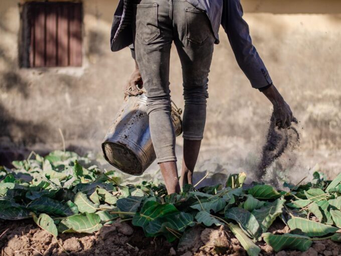 Volontariato internazionale in Zimbabwe per agricoltura sostenibile e giovani